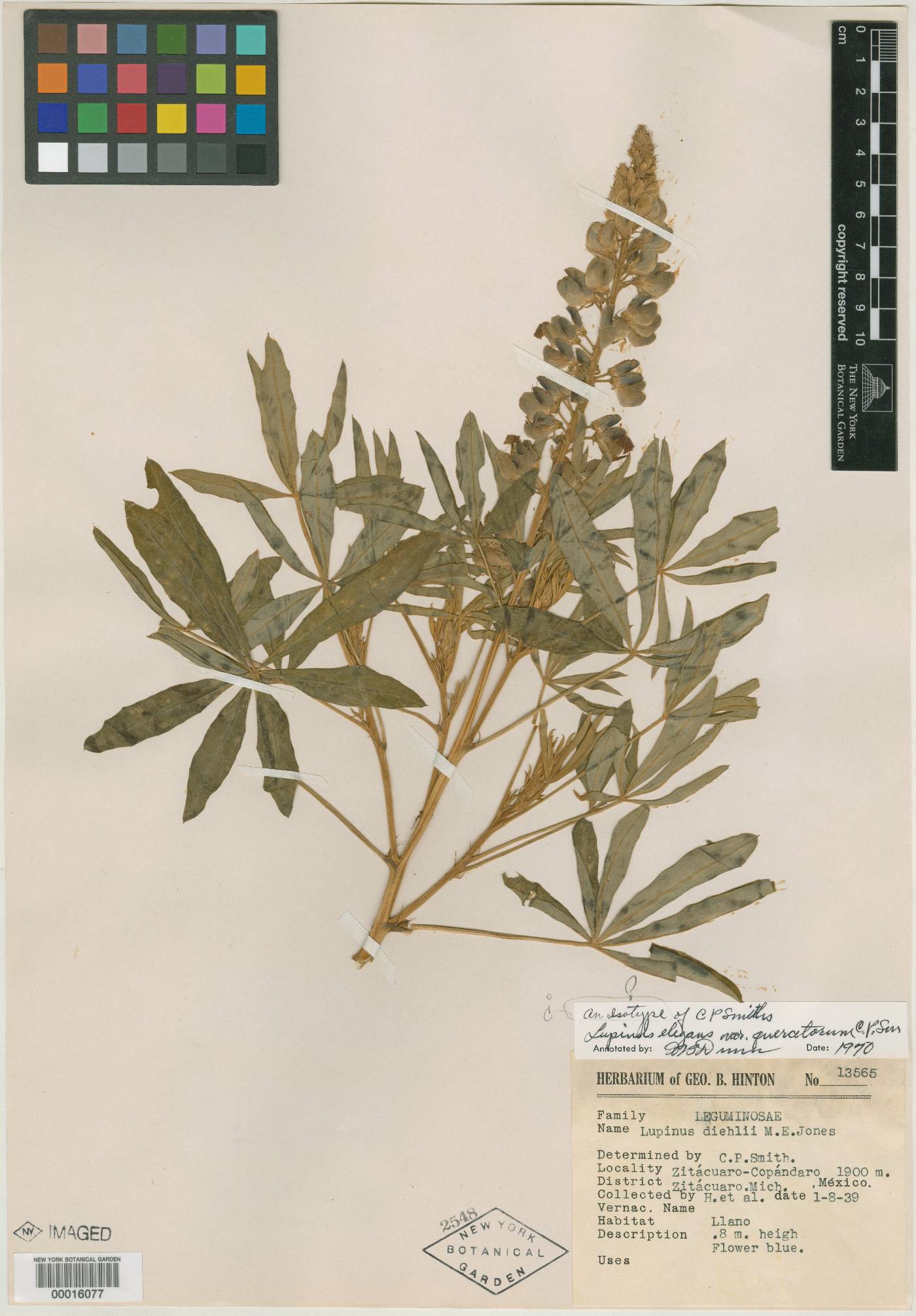 Lupinus elegans var. quercetorum image