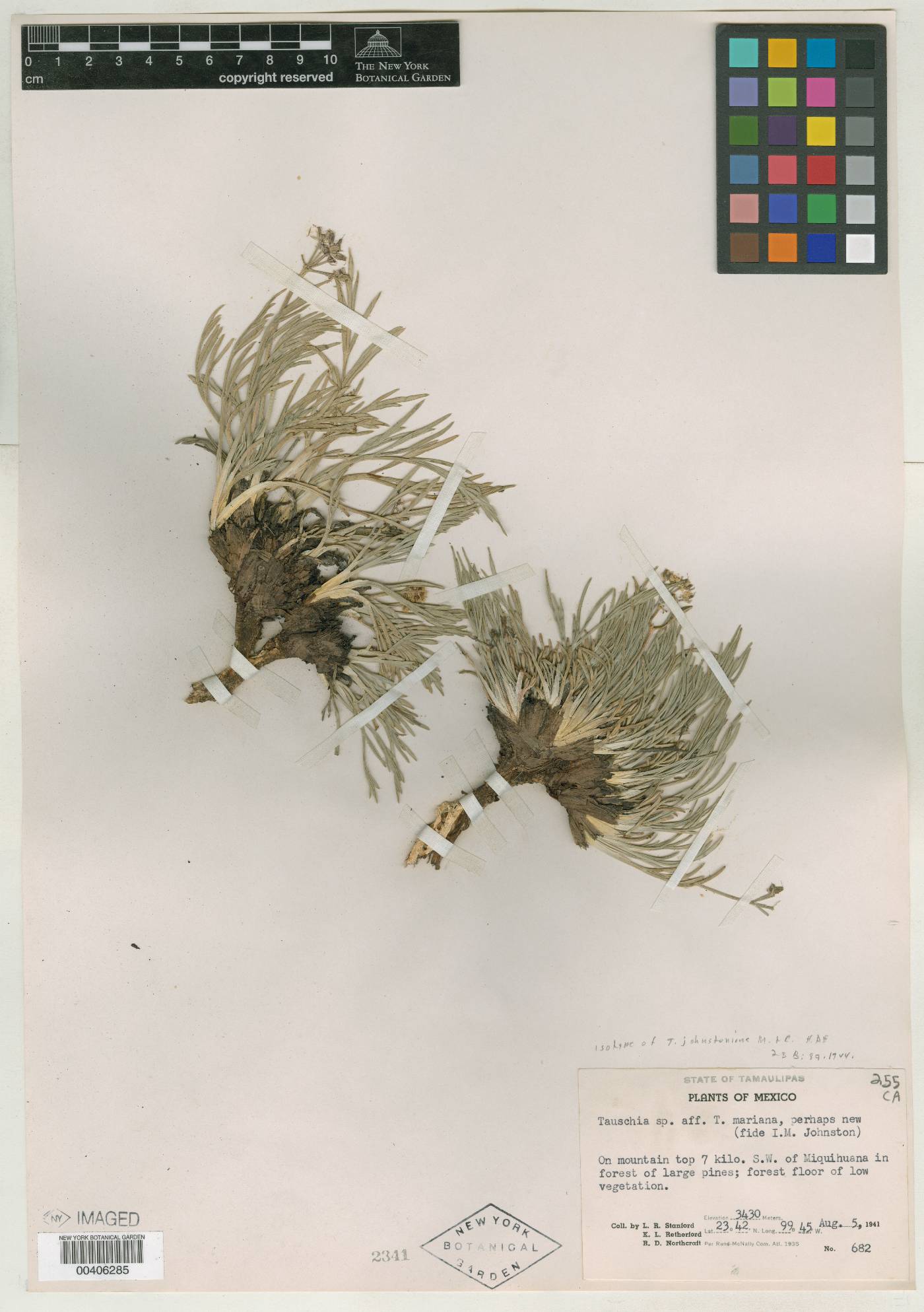 Tauschia johnstoniana image