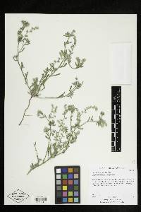 Cryptantha ambigua image