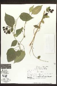 Solanum ionidium image