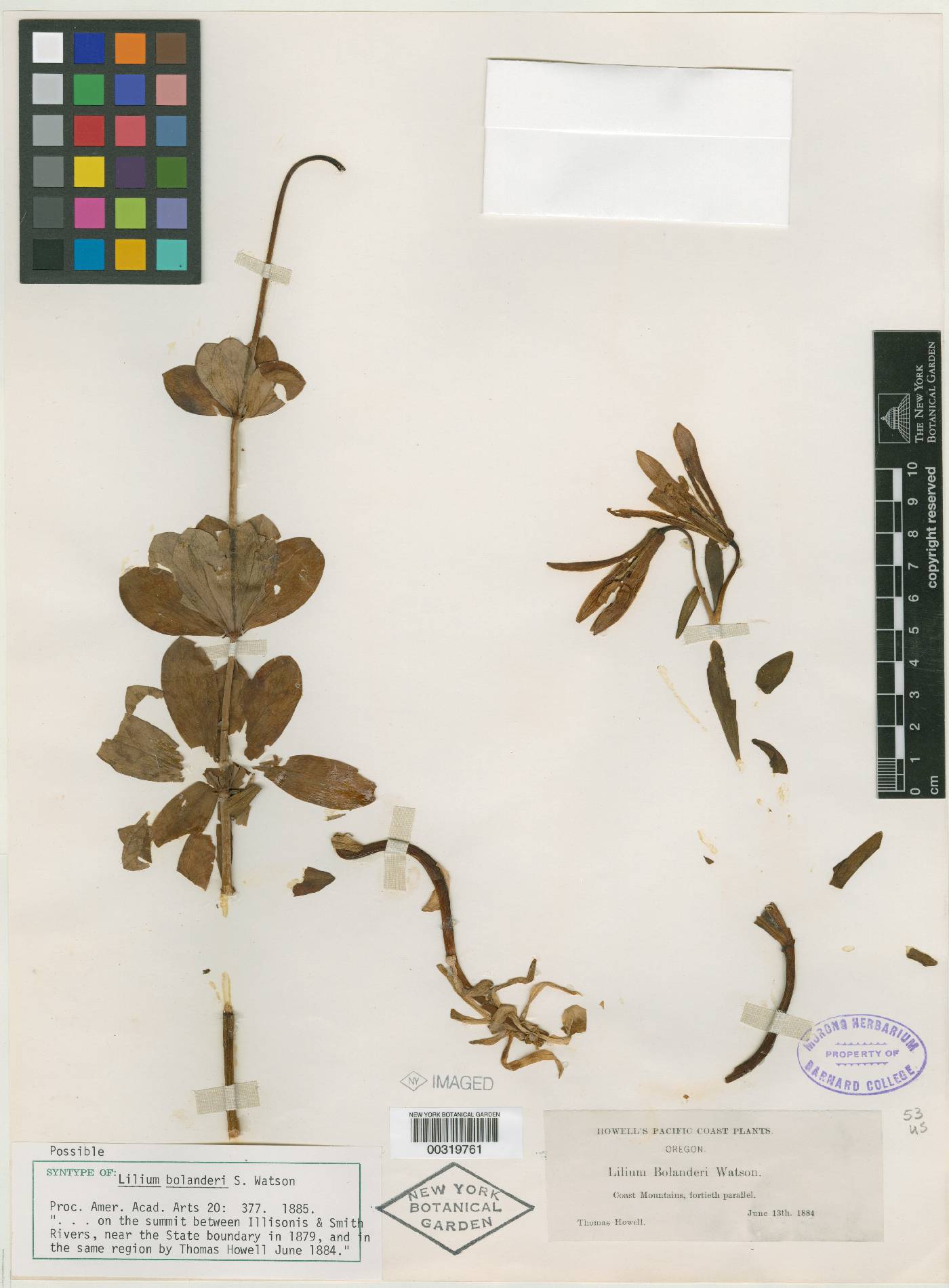 Lilium bolanderi image