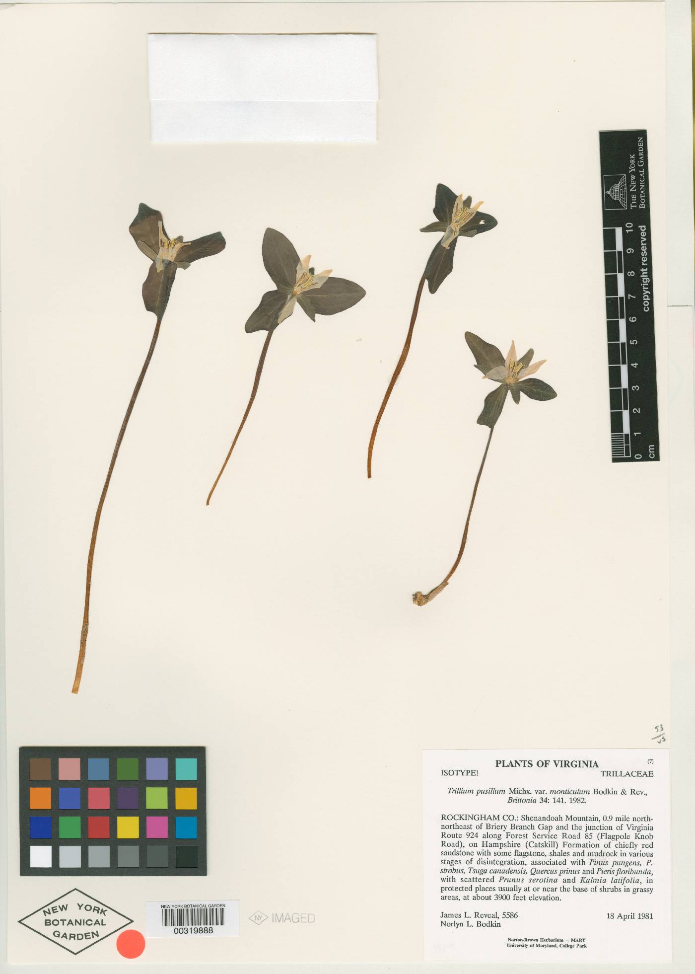Trillium pusillum var. monticulum image