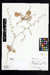 Eriogonum scabrellum image