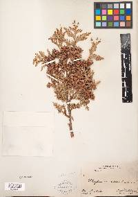 Thuja occidentalis image