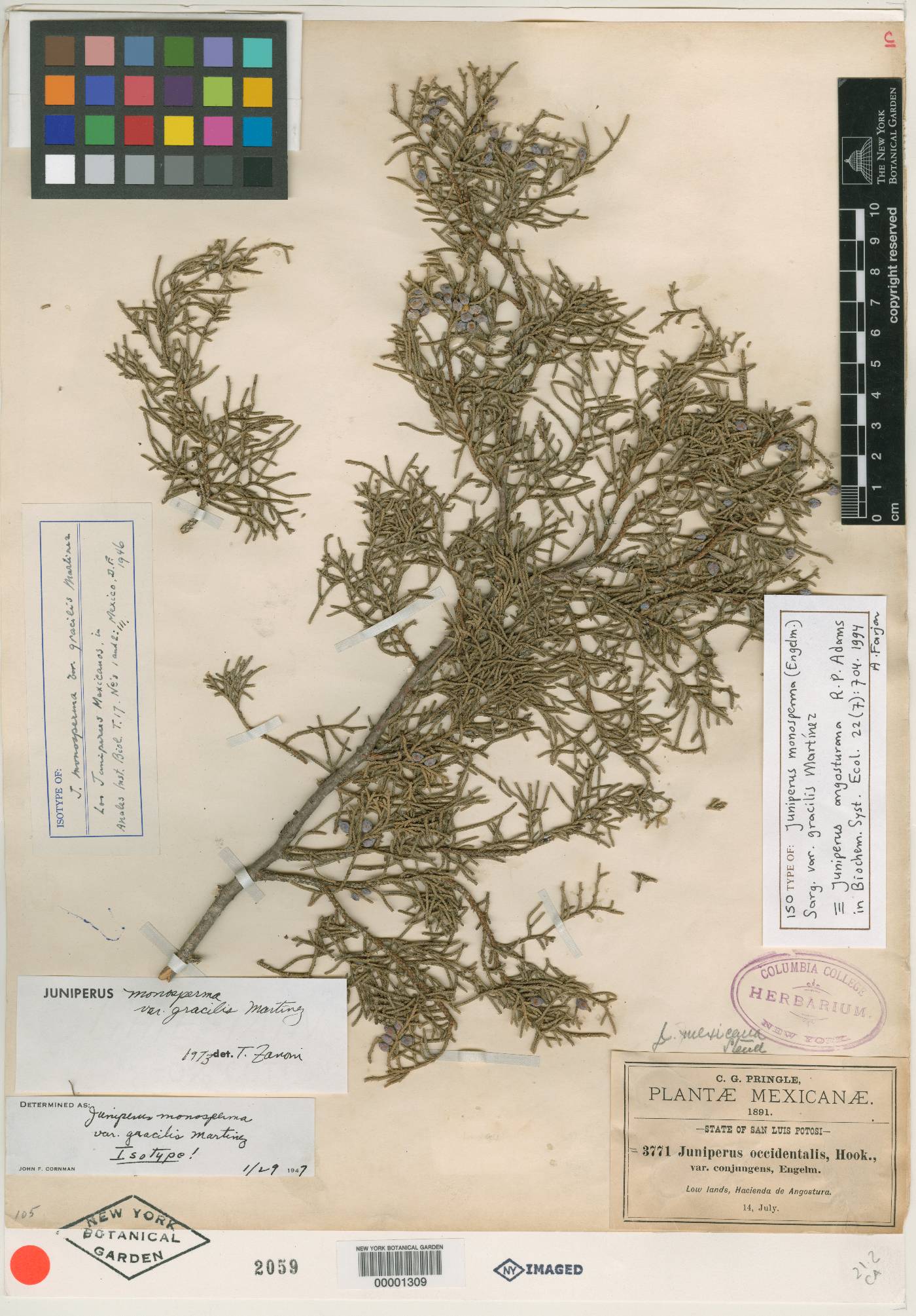 Juniperus angosturana image