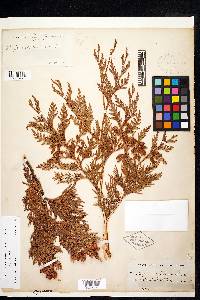 Thuja occidentalis image