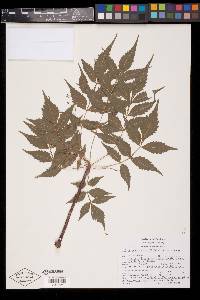 Bursera graveolens image