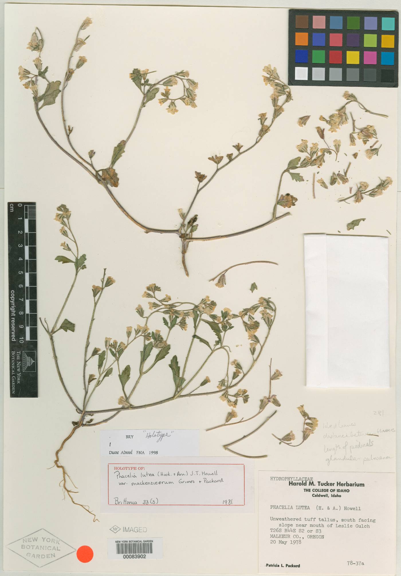 Phacelia lutea var. mackenzieorum image