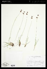 Juncus orthophyllus image