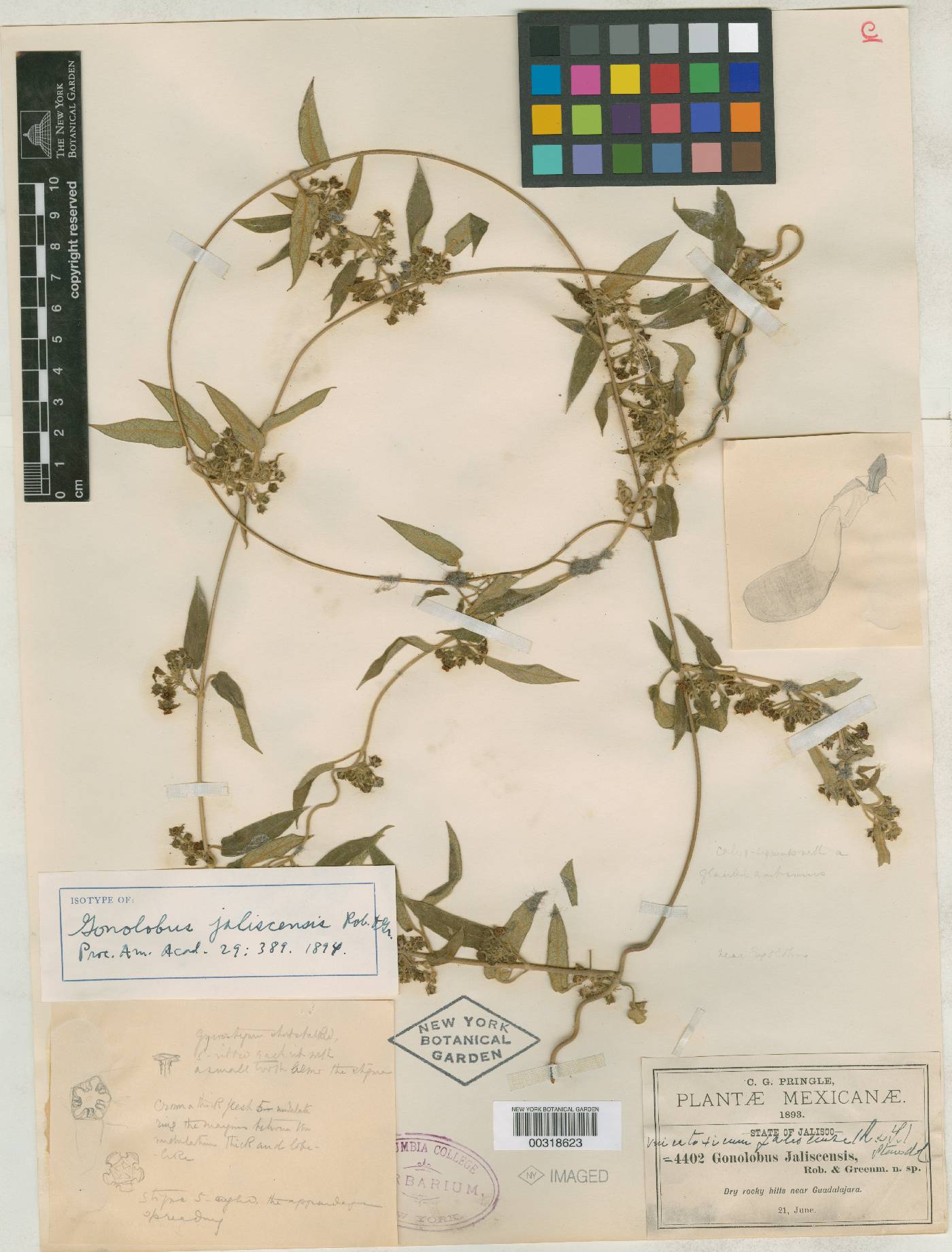 Gonolobus jaliscensis image