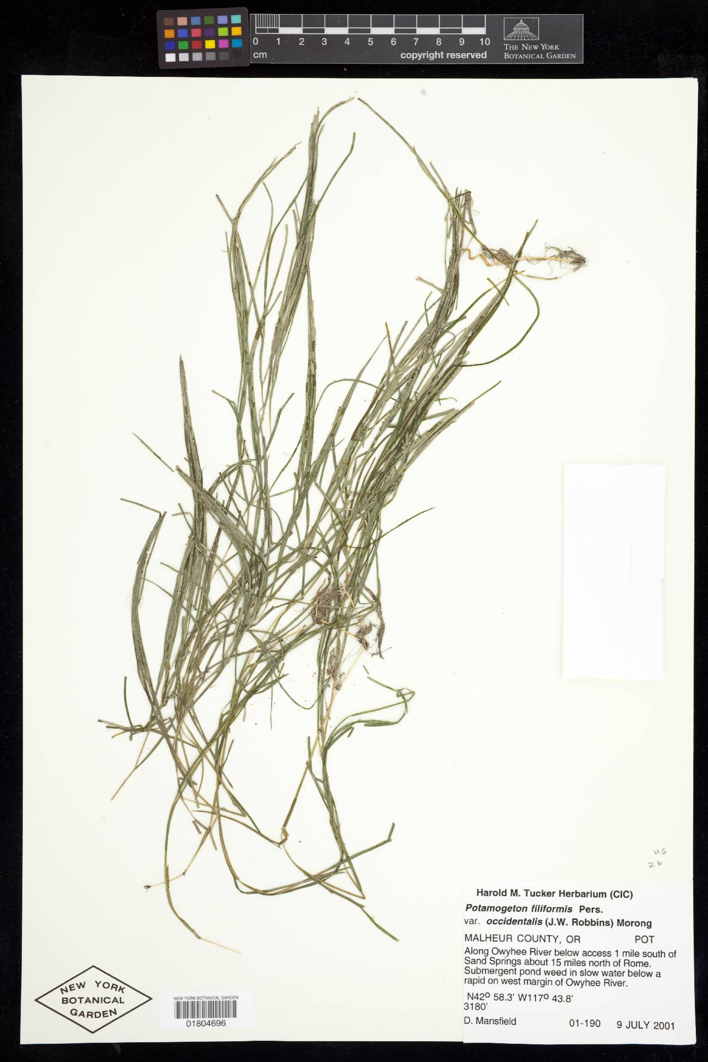 Potamogeton filiformis var. occidentalis image