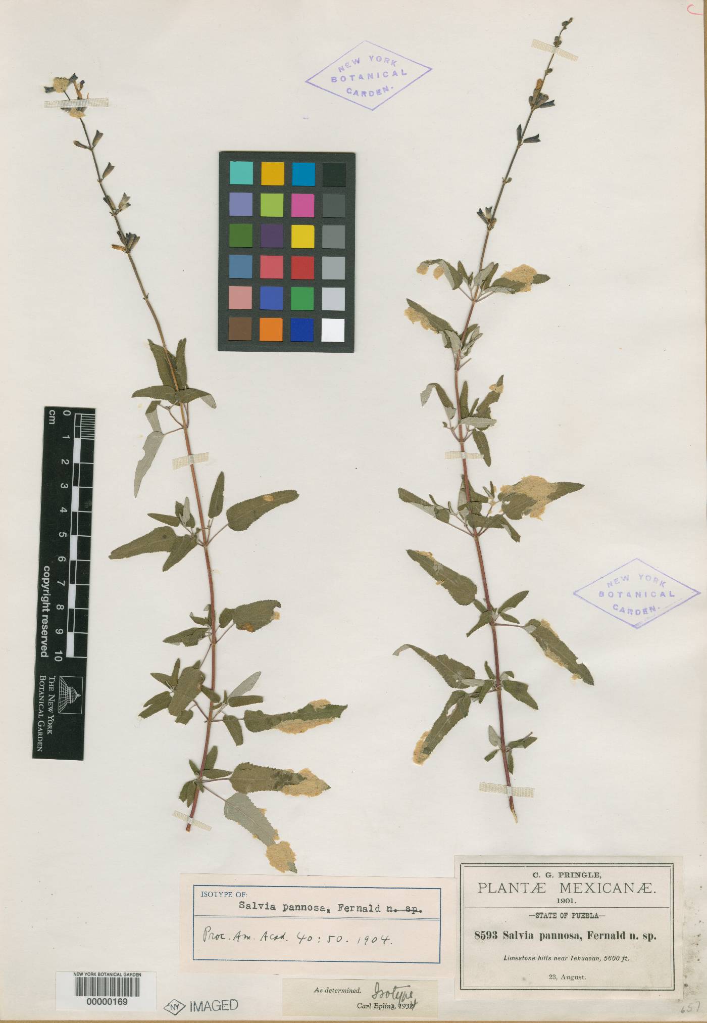 Salvia pannosa image