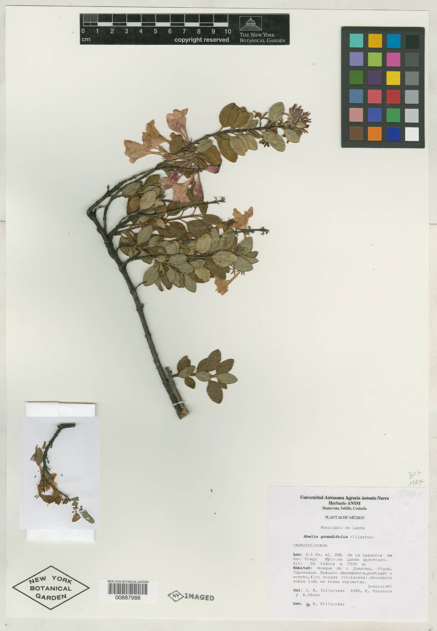 Vesalea mexicana image