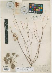 Eriogonum molestum image