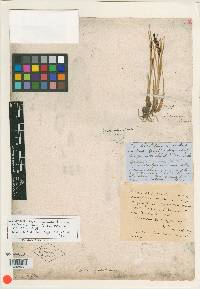 Uncinia compacta image