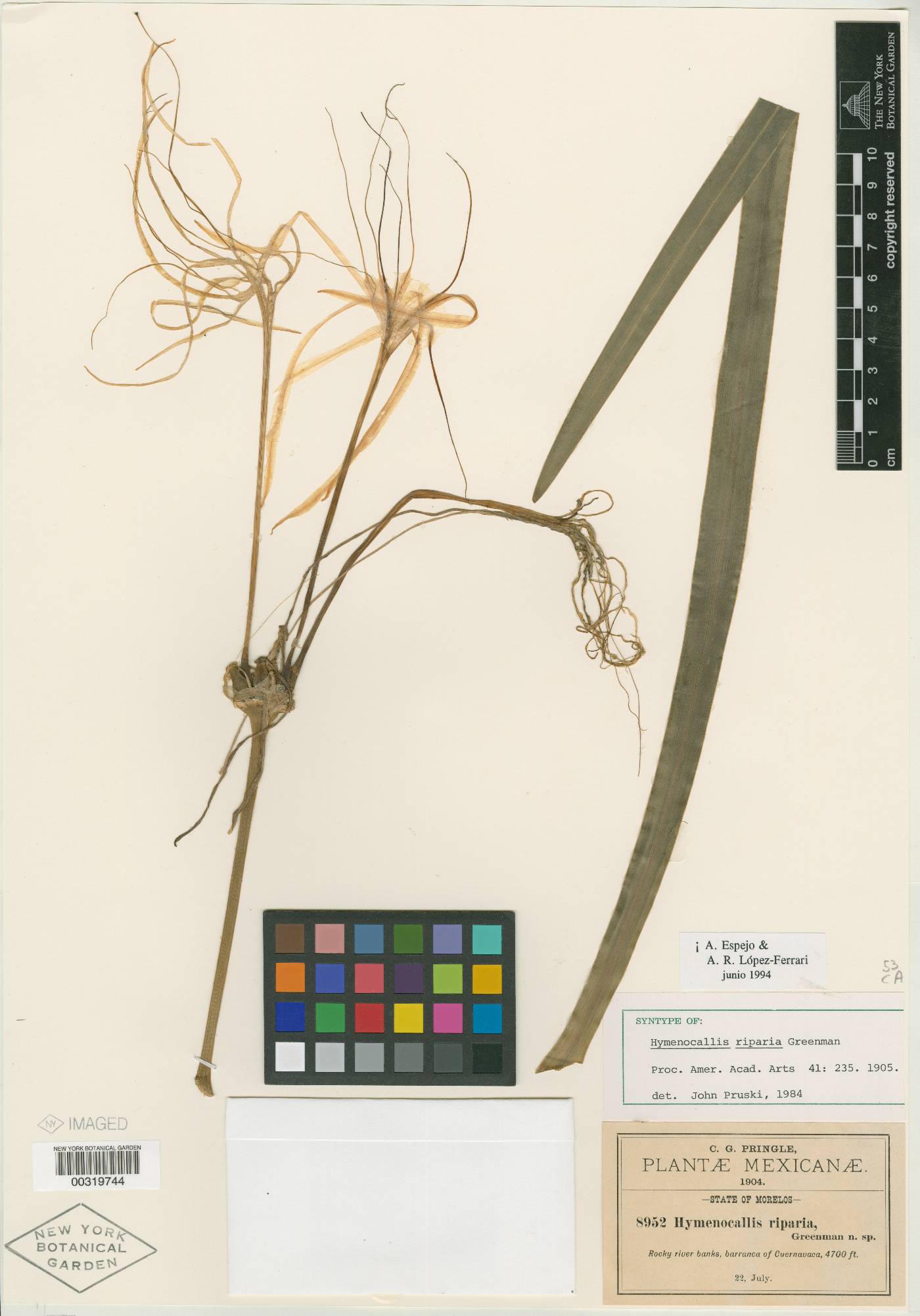 Hymenocallis acutifolia image