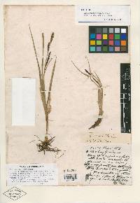 Carex bigelowii image