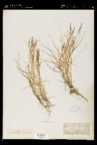 Spartina patens image