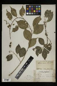 Celastrus scandens image