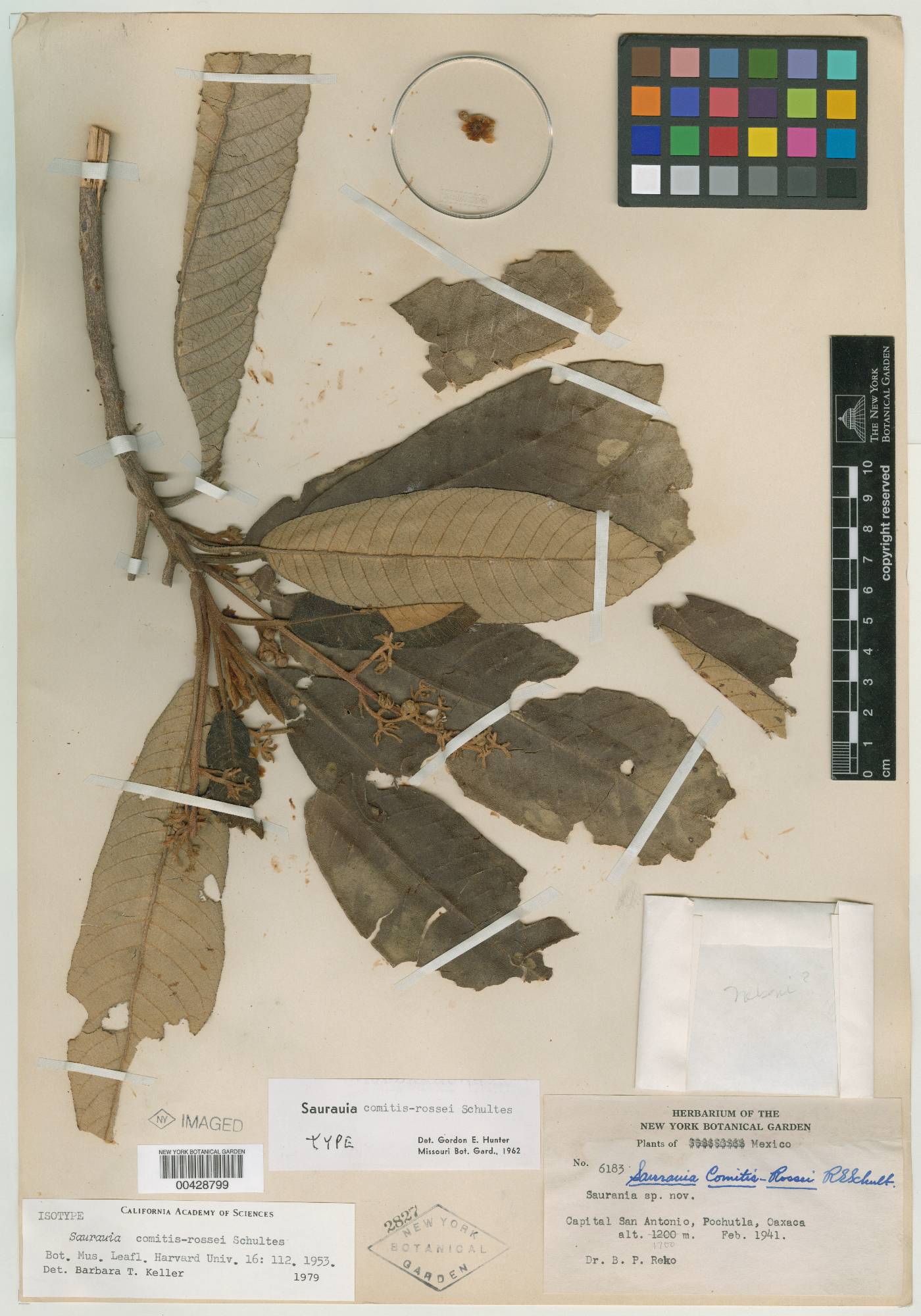 Saurauia comitis-rossei image