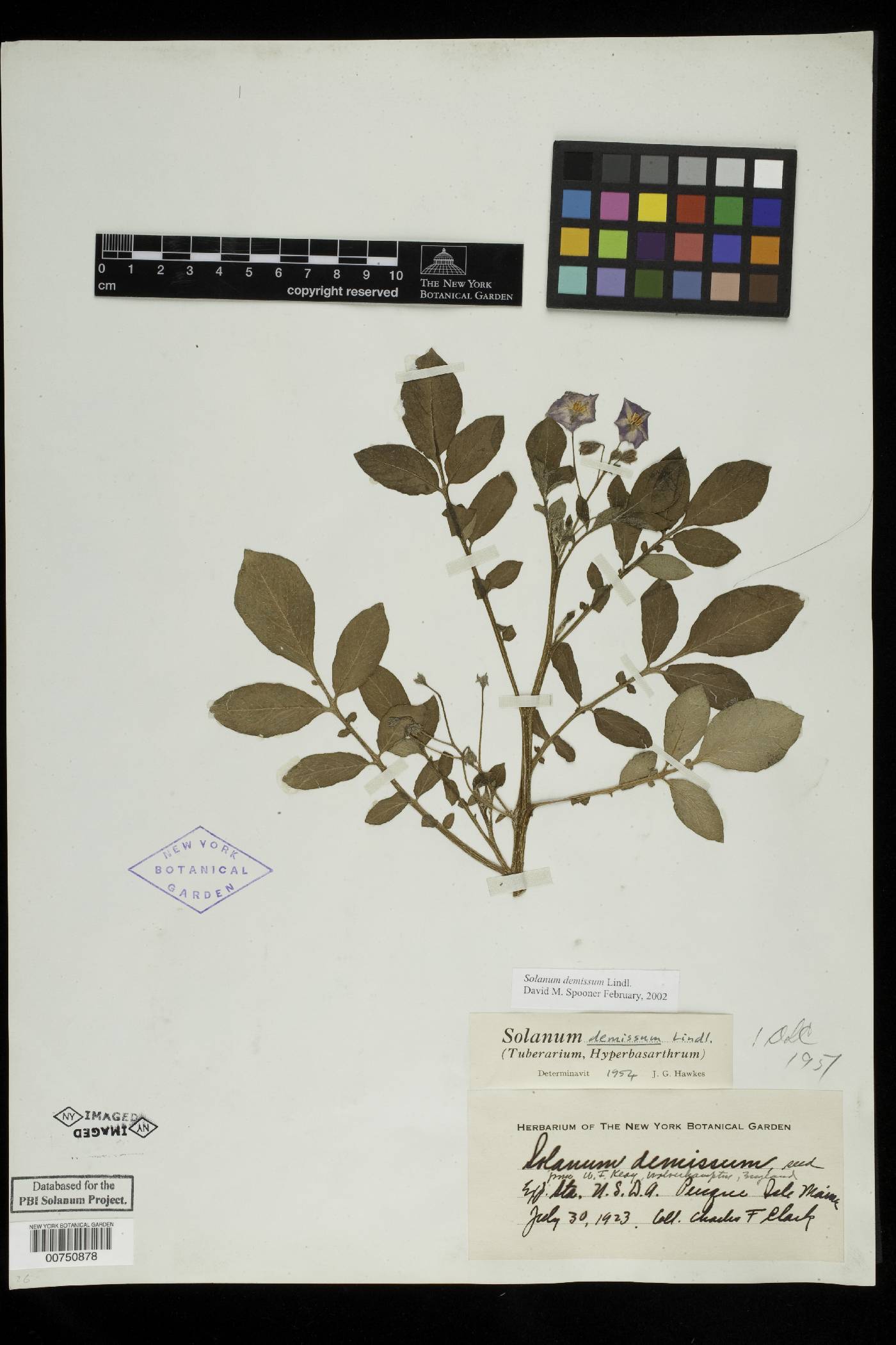 Solanum demissum image