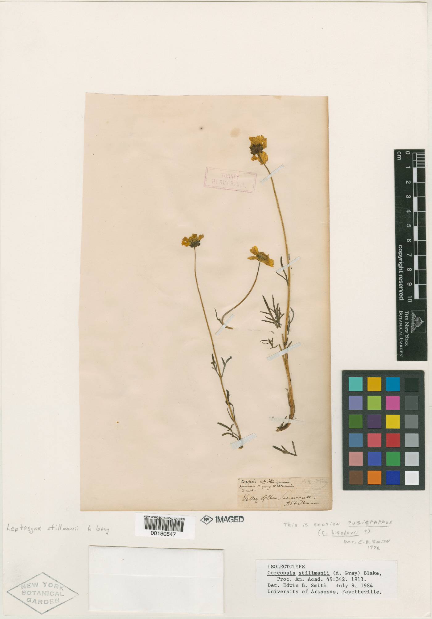 Coreopsis stillmanii image