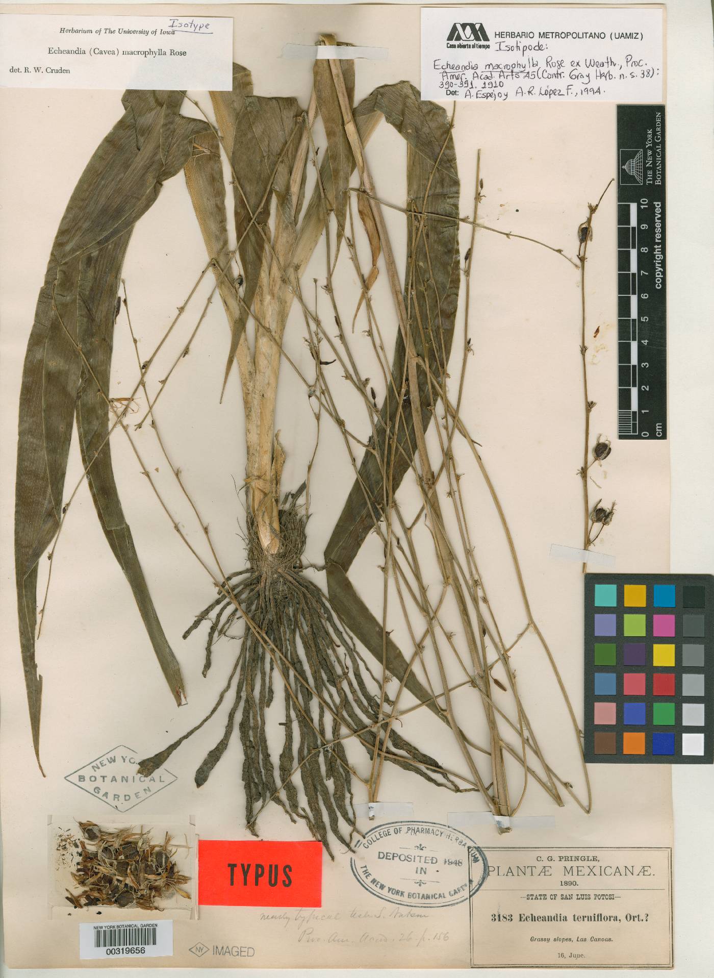 Echeandia macrophylla image
