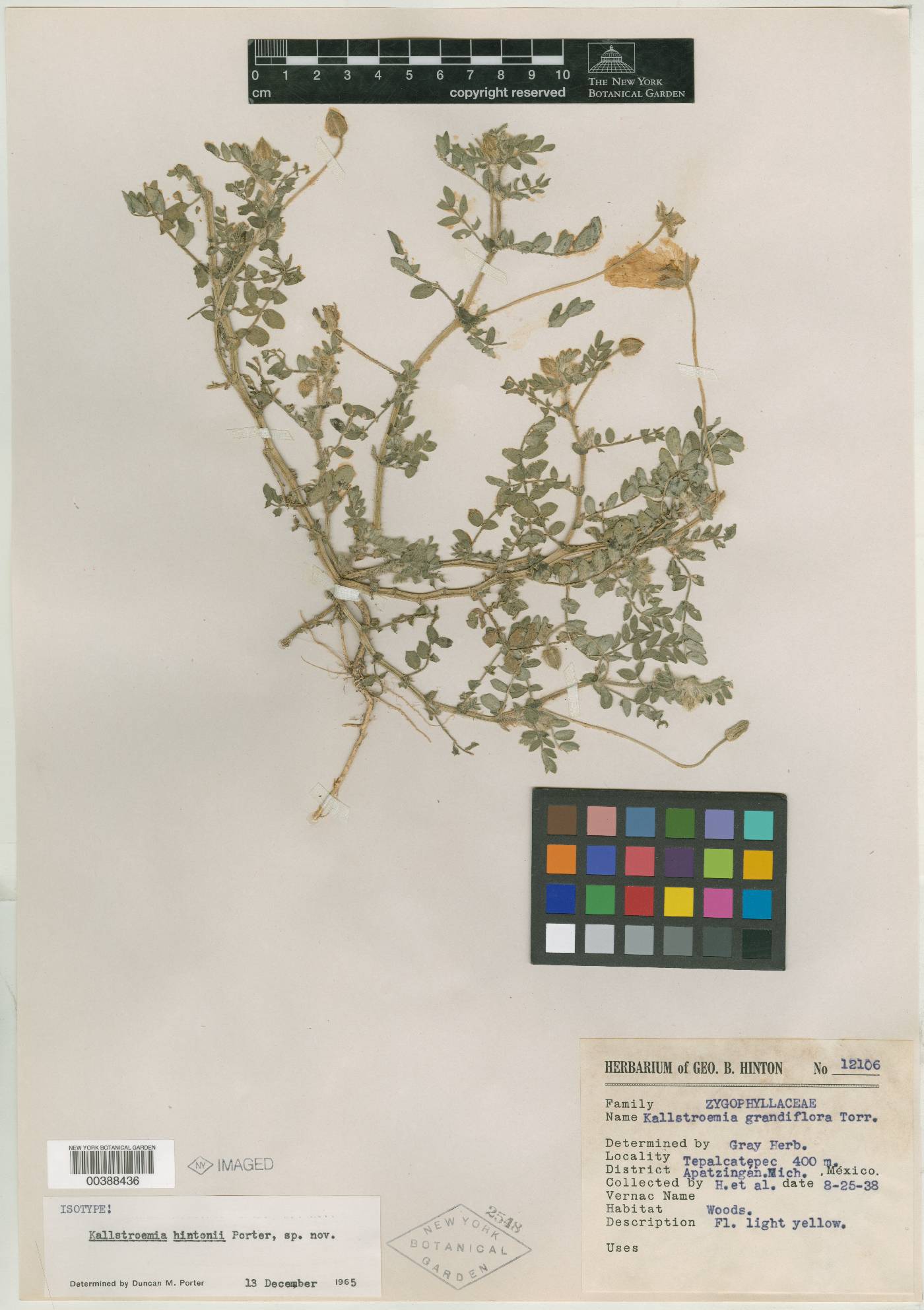 Kallstroemia hintonii image