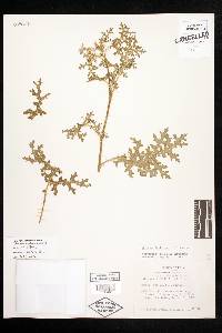 Solanum davisense image