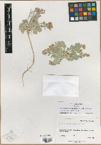 Physaria acutifolia var. purpurea image