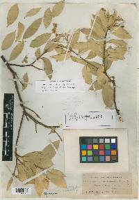 Bonellia macrocarpa image