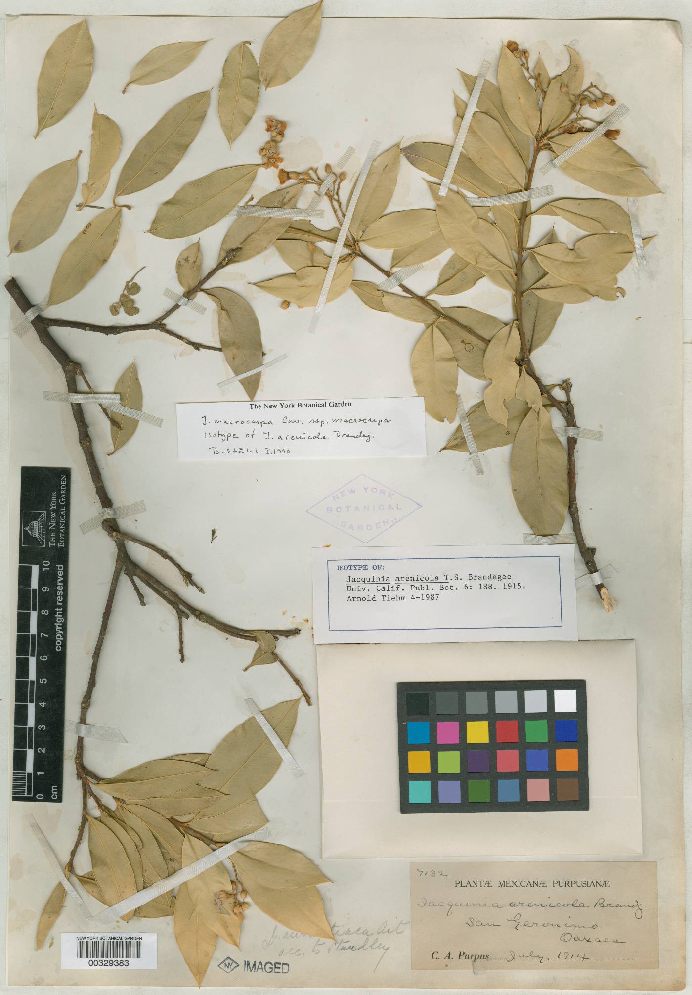 Bonellia macrocarpa subsp. macrocarpa image