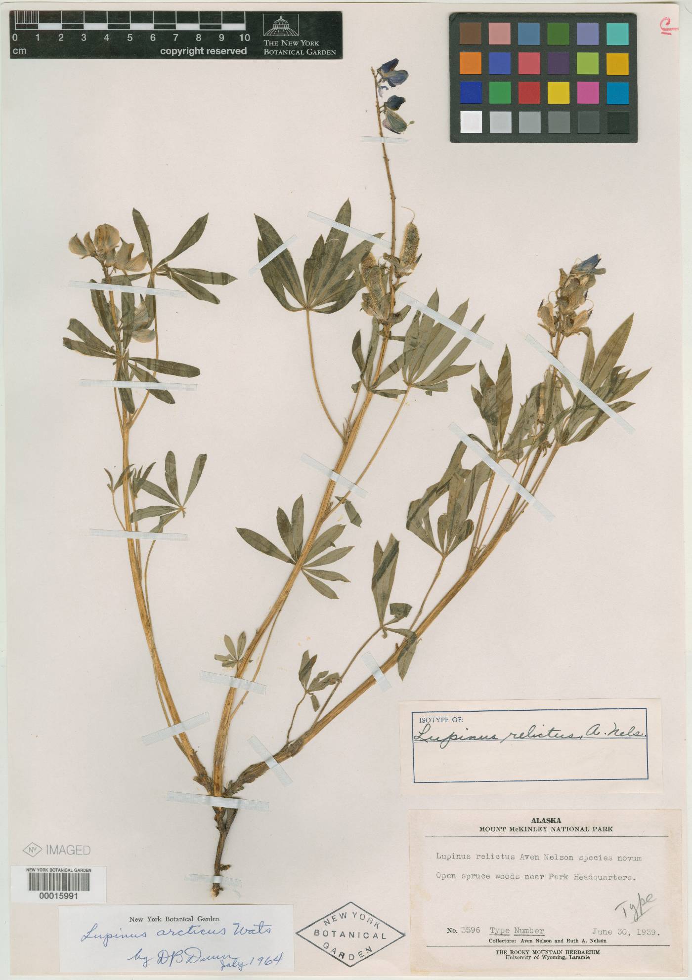 Lupinus relictus image