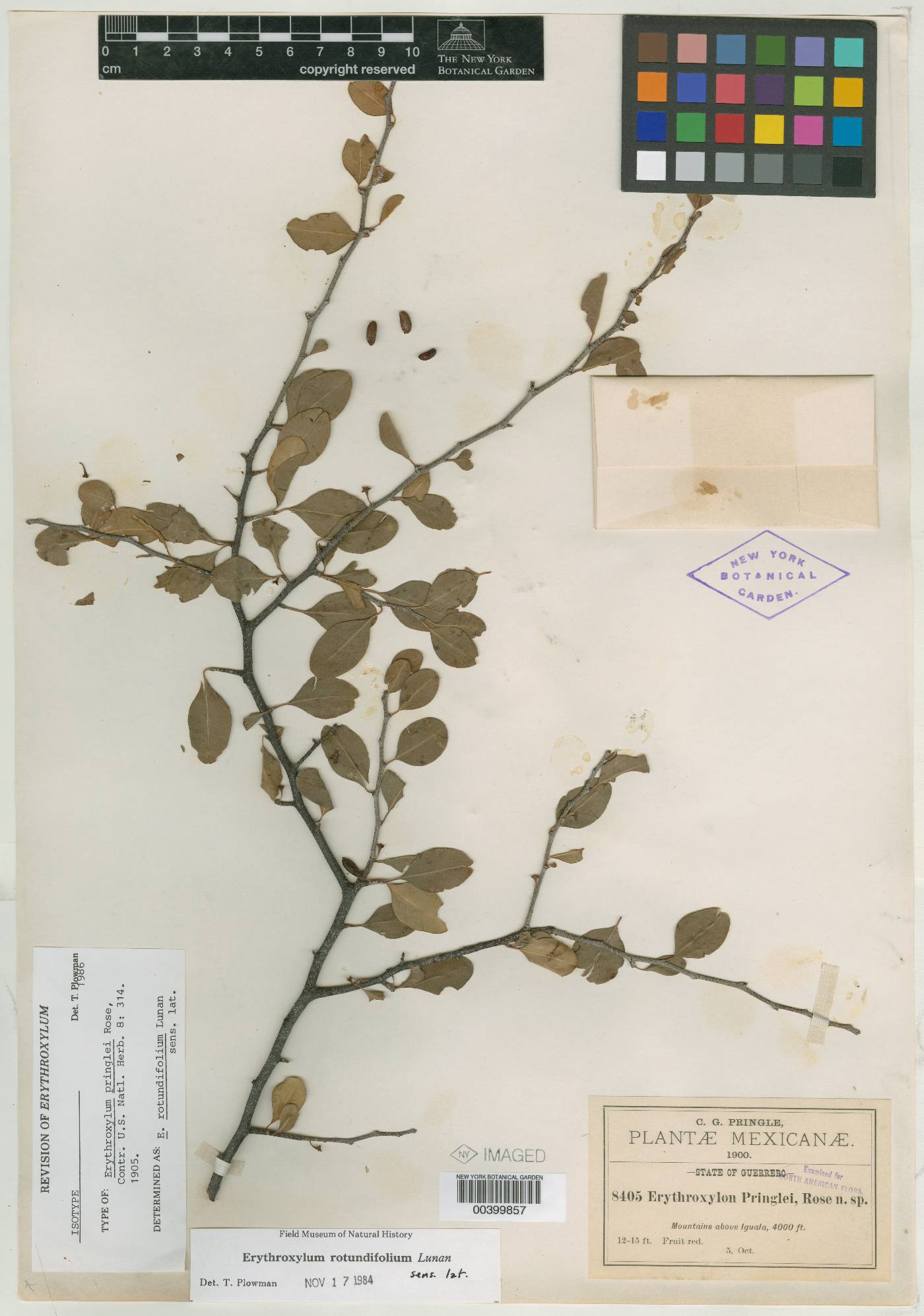 Erythroxylum pringlei image