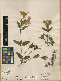 Ruellia spissa image