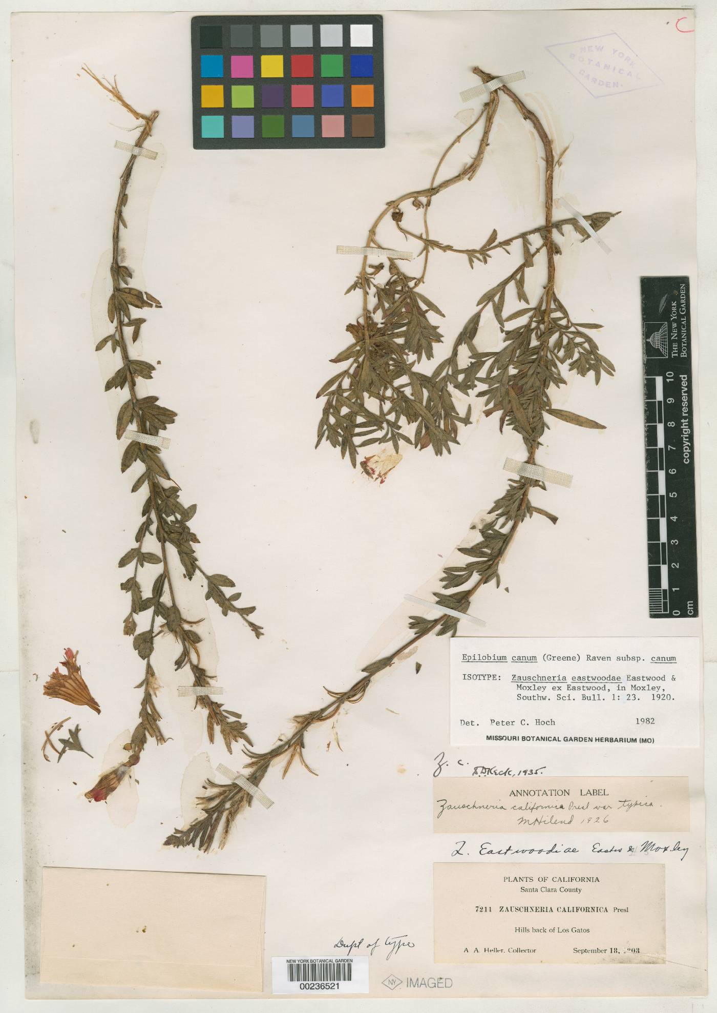 Zauschneria crassifolia image