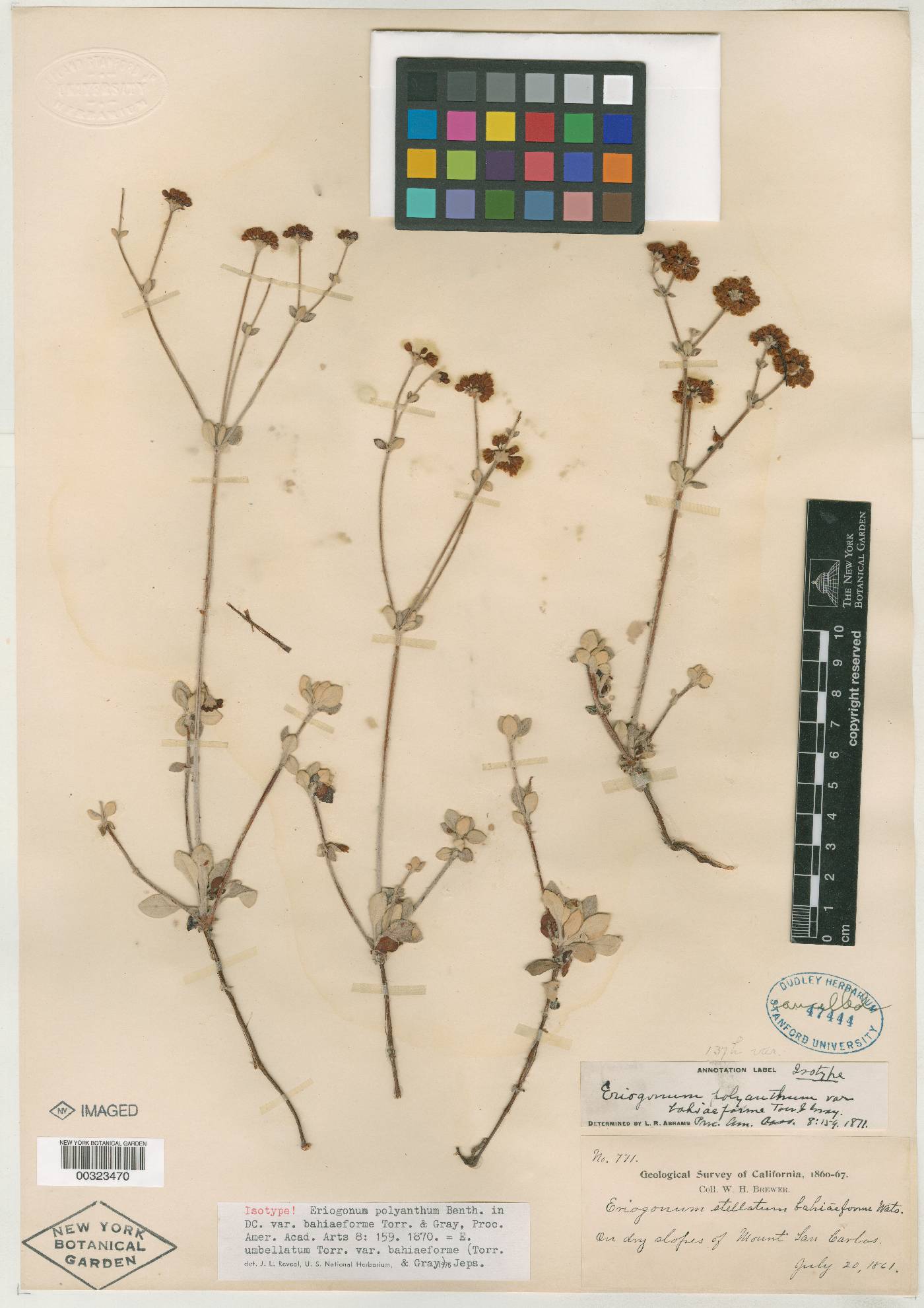 Eriogonum polyanthum var. bahiaeforme image