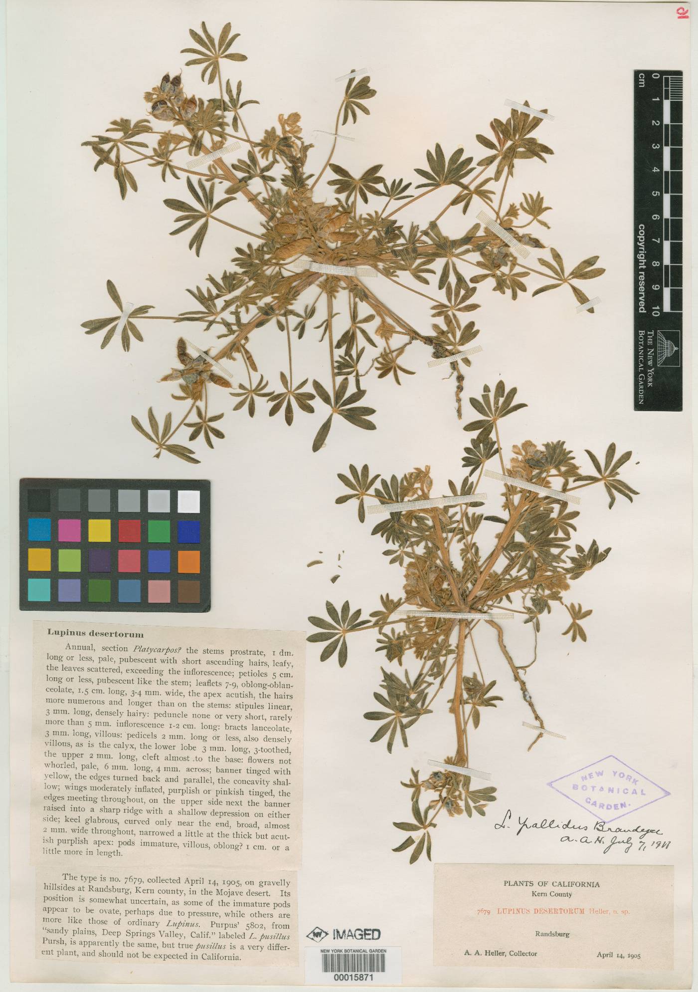 Lupinus pallidus image