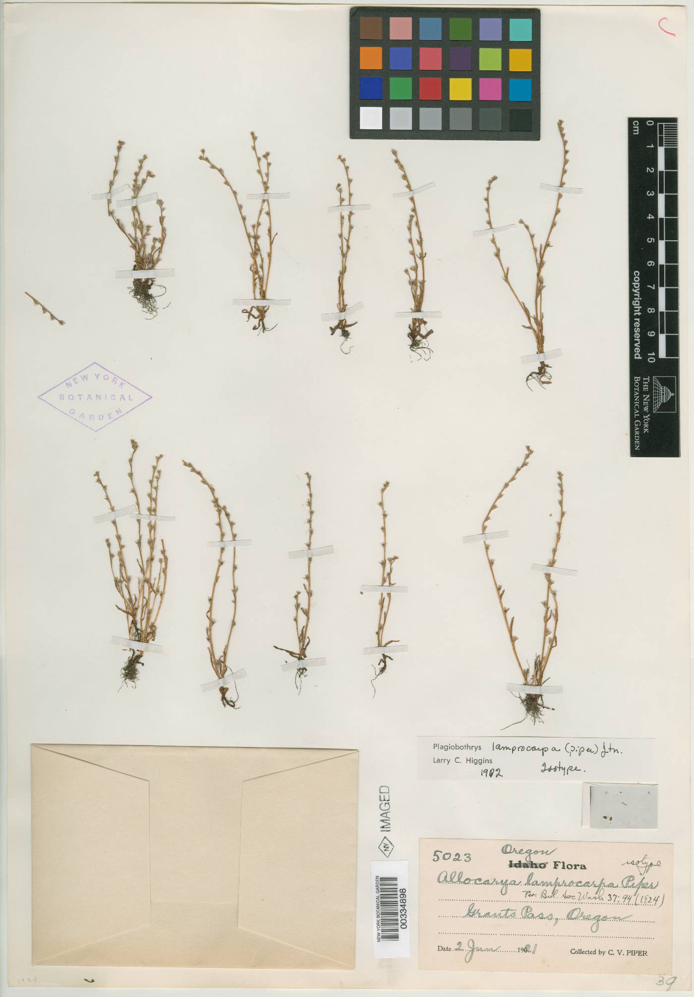 Allocarya lamprocarpa image