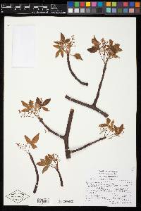 Bursera heteresthes image