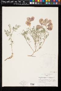Astragalus whitneyi var. siskiyouensis image