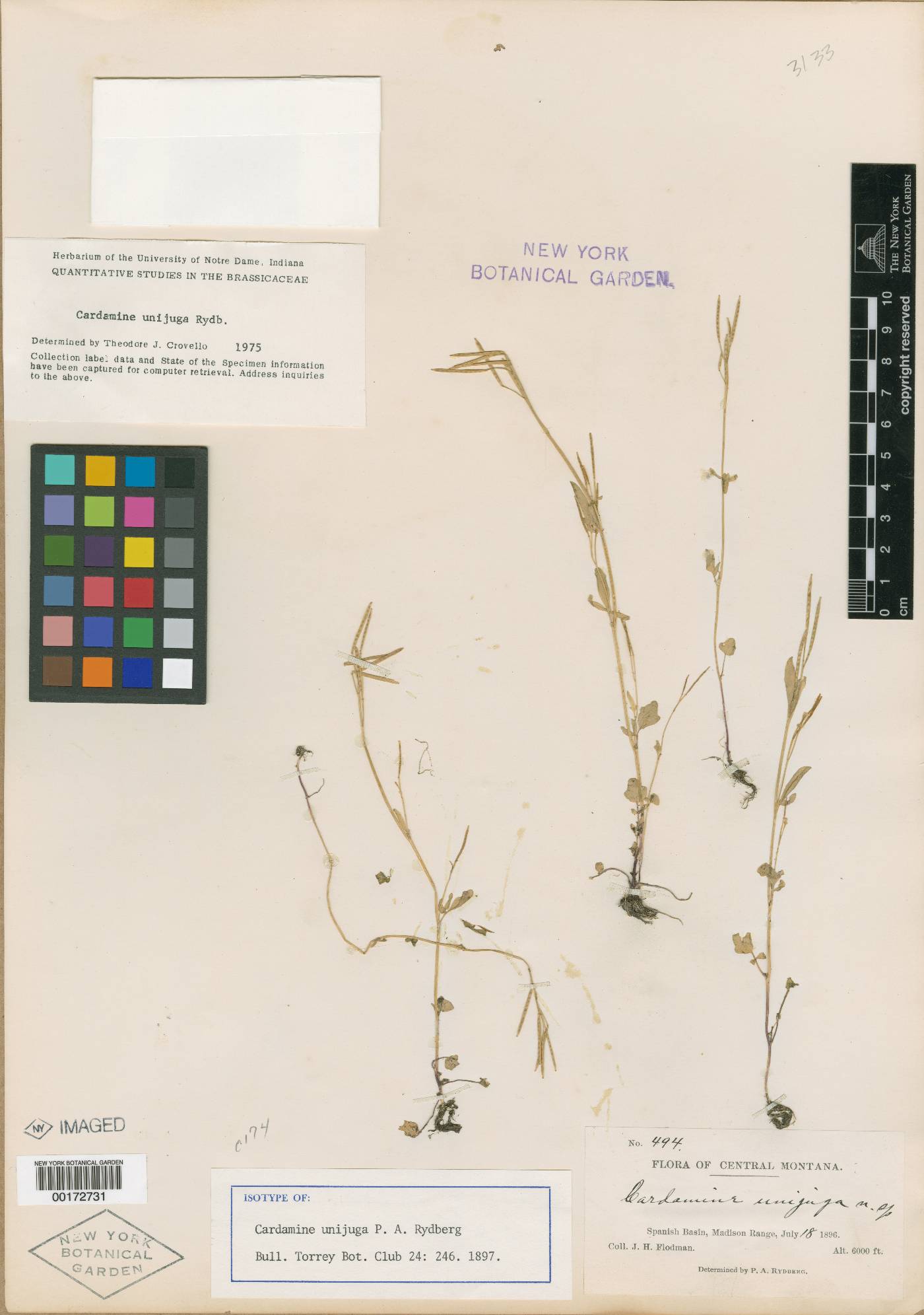 Cardamine oligosperma var. oligosperma image