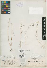 Allocarya charaxata var. debilis image