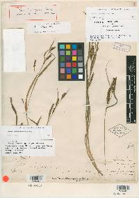 Carex flaccosperma image