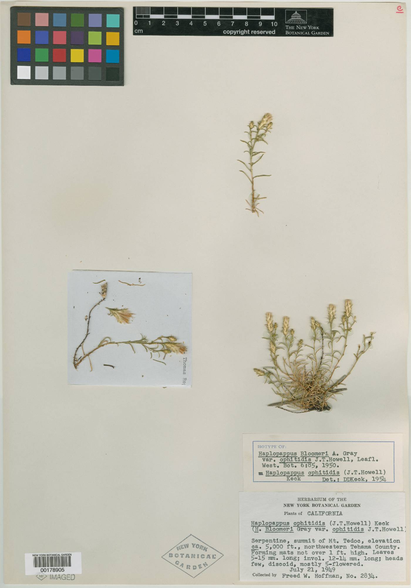 Haplopappus bloomeri image