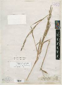 Muhlenbergia frondosa image