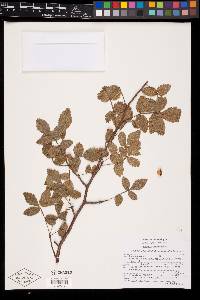 Bursera heliae image