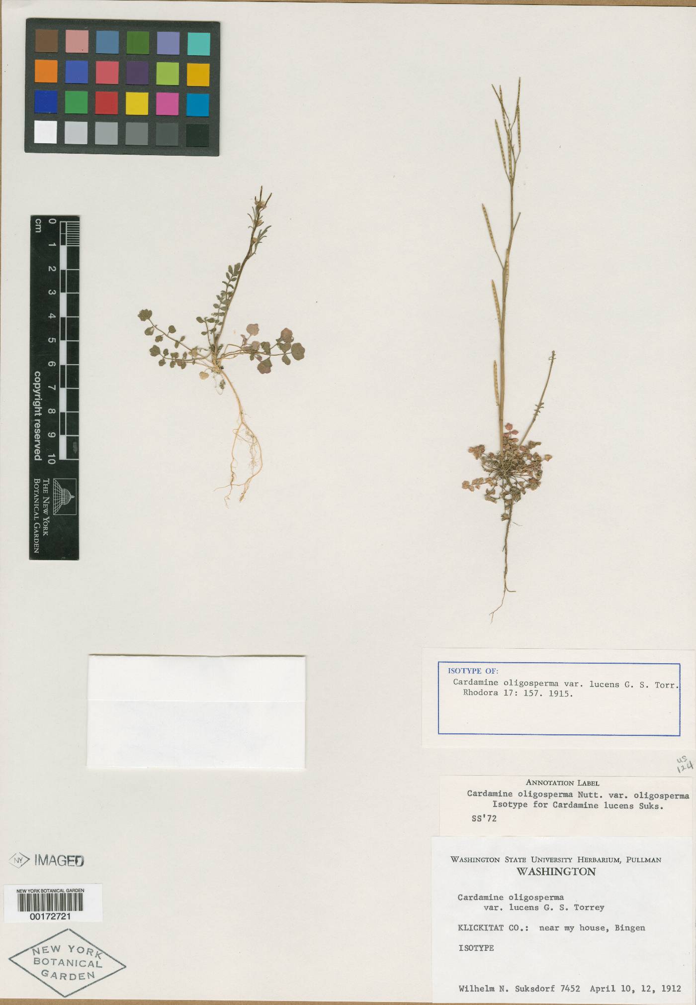 Cardamine oligosperma var. oligosperma image