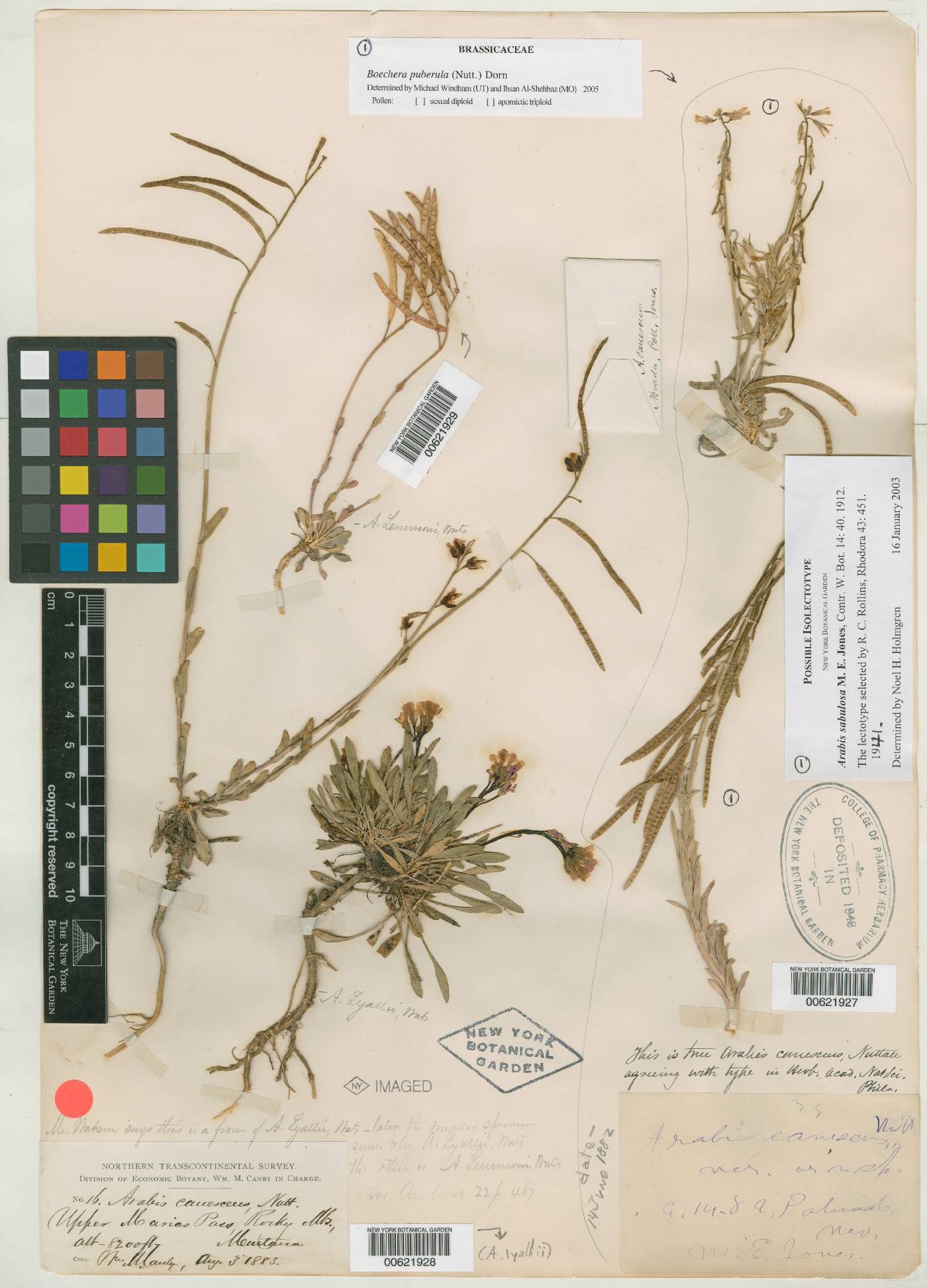 Arabis sabulosa image