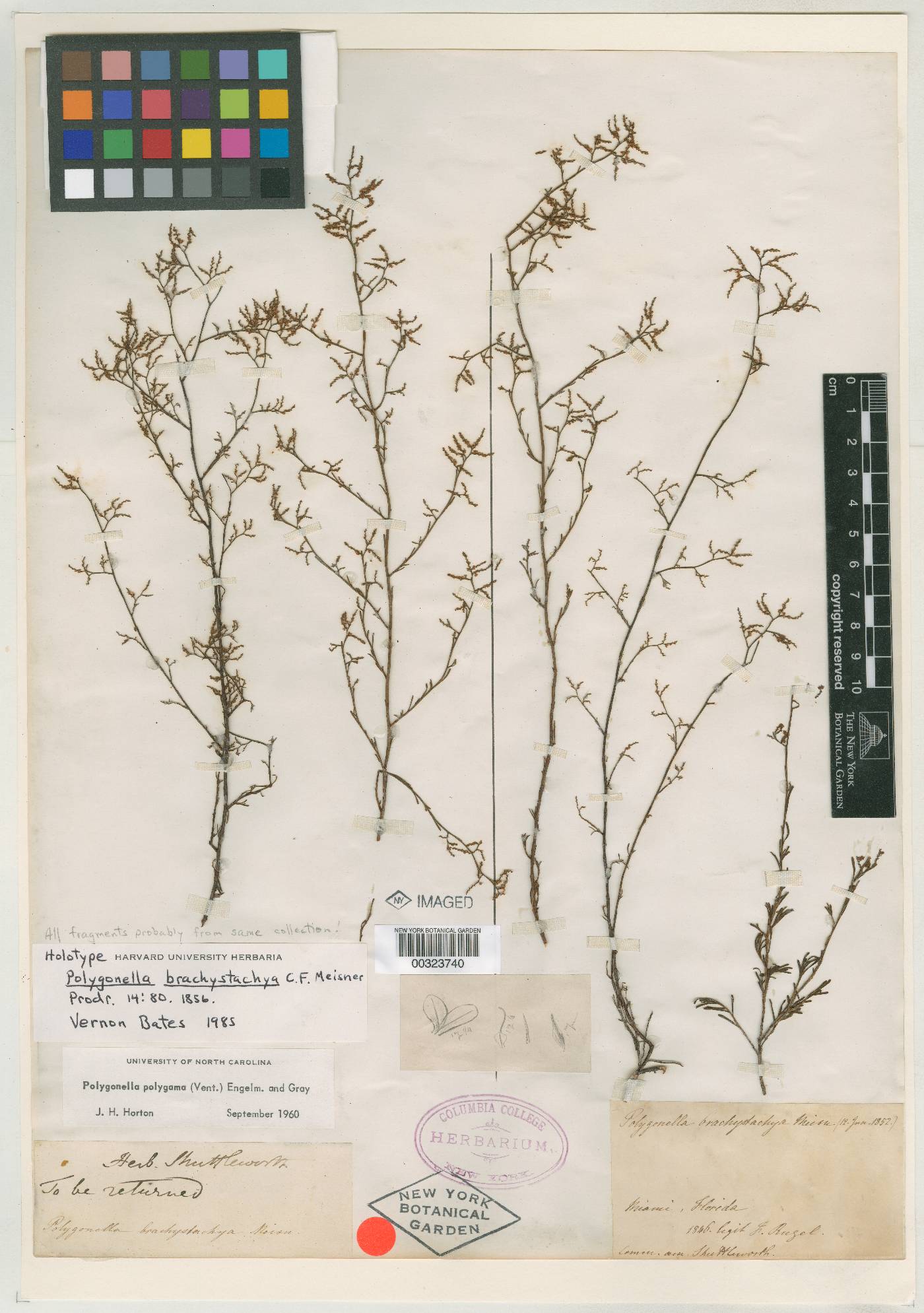 Polygonella brachystachya image